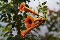 Campsis radicans Judy IMG_4784 Milin amerykański